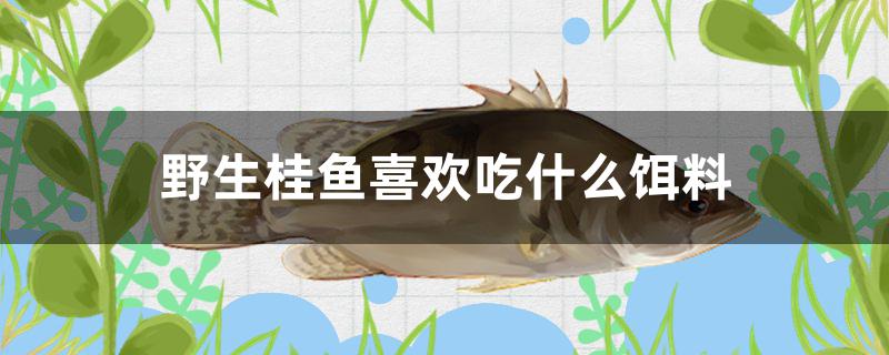 野生桂鱼喜欢吃什么饵料