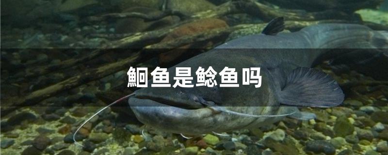 鮰鱼是鲶鱼吗