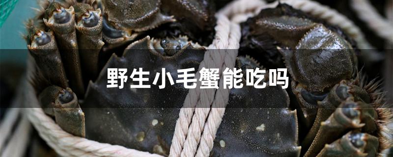 野生小毛蟹能吃嗎 女王大帆魚