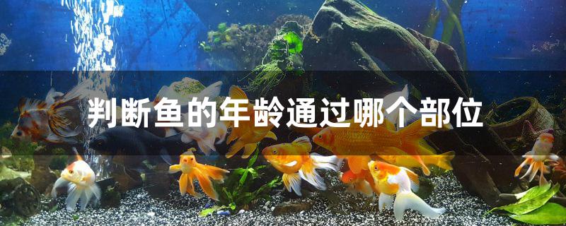 判斷魚的年齡通過(guò)哪個(gè)部位 魚缸百科