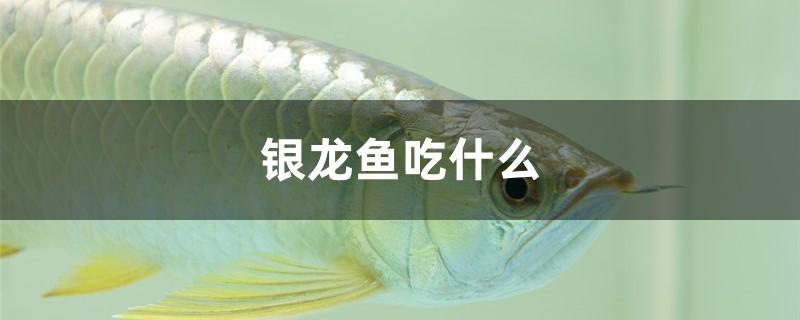 银龙鱼吃什么