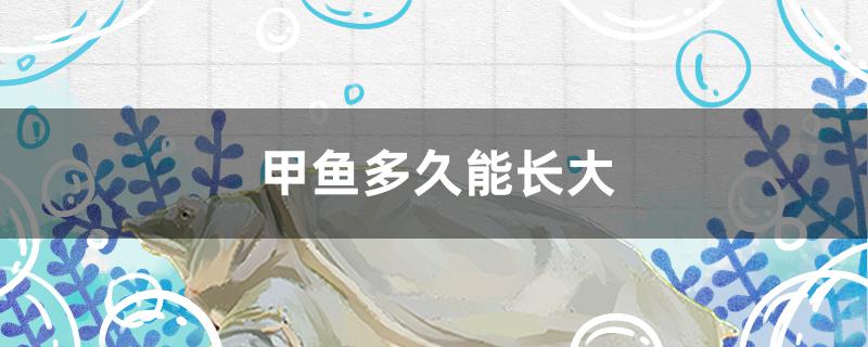 甲鱼多久能长大