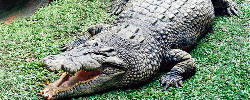 Can crocodiles climb trees? Can they run?