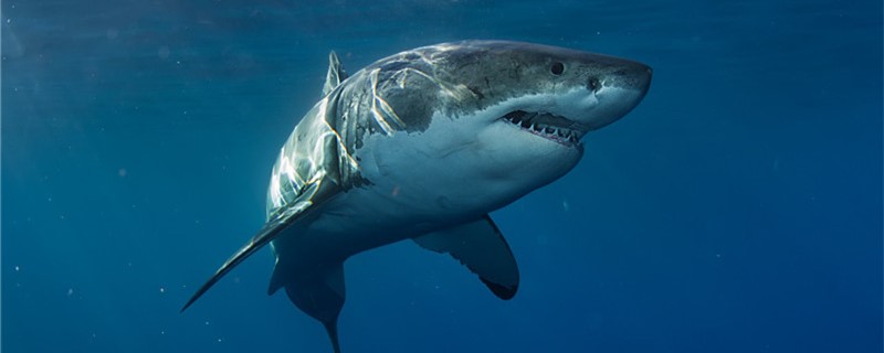 サメはクジラが怖いのか、クジラを撃つことができるのか。