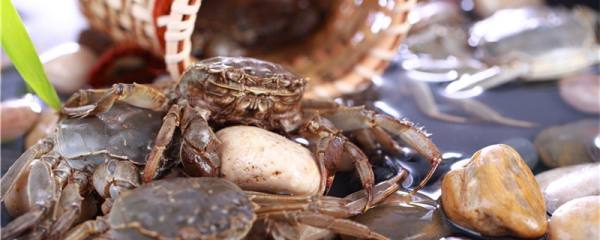 螃蟹什么时候产卵，多久产一次卵