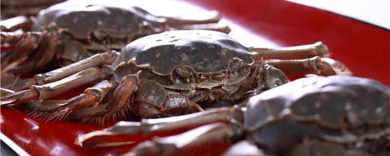 Are crabs oviparous or viviparous and how often do they reproduce?