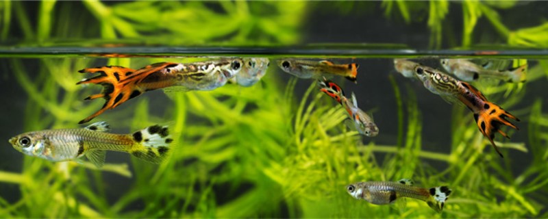 鱼缸水面上有一层油膜怎么办为什么鱼缸会有油膜 蝴蝶鲤鱼苗