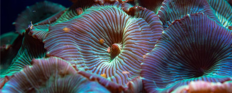 Is a sea anemone a coral? What's the difference?