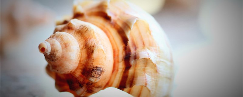 What color is the conch? Is there a purple one?