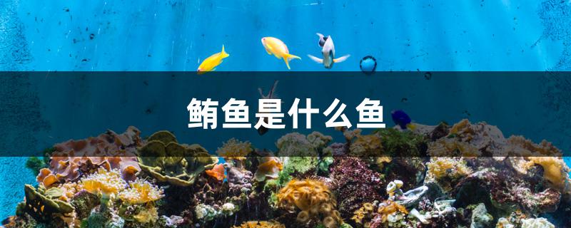 鮪魚是什么魚