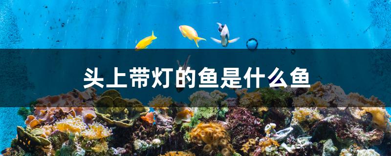头上带灯的鱼是什么鱼
