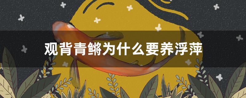 观背青鳉为什么要养浮萍