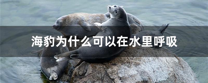 海豹为什么可以在水里呼吸