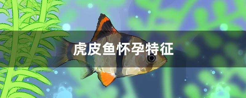 虎皮鱼怀孕特征是什么 翡翠凤凰鱼