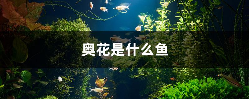 奥花是什么鱼