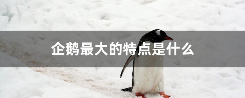 企鹅最大的特点是什么