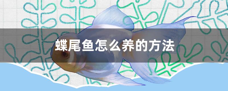 蝶尾魚怎么養(yǎng) 元寶鳳凰魚專用魚糧