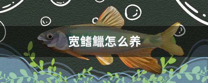 宽鳍鱲怎么养