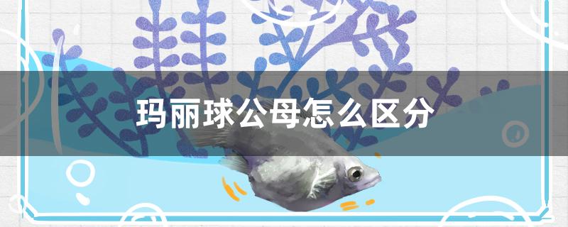 玛丽球公母怎么区分