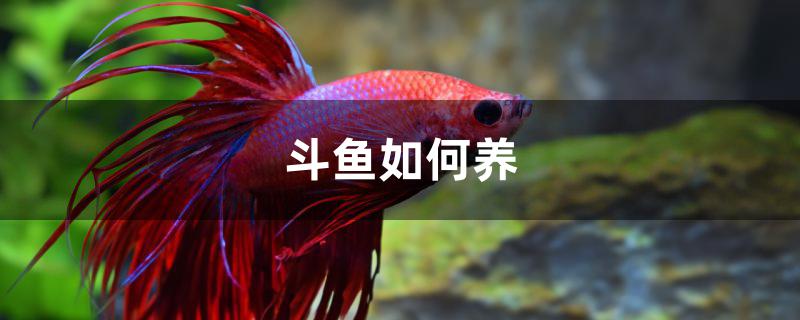 斗鱼如何养