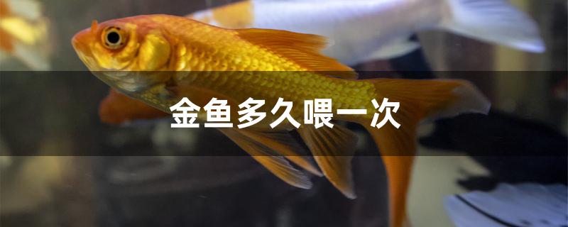 金鱼多久喂一次 水族周边