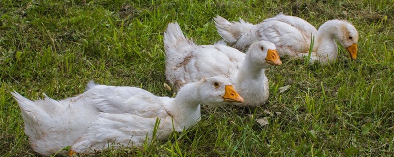 Can geese repel snakes? Why can raising geese prevent snakes?