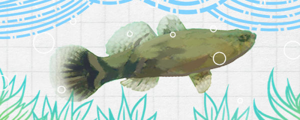 笋壳鱼养殖方法，笋壳鱼繁殖方法