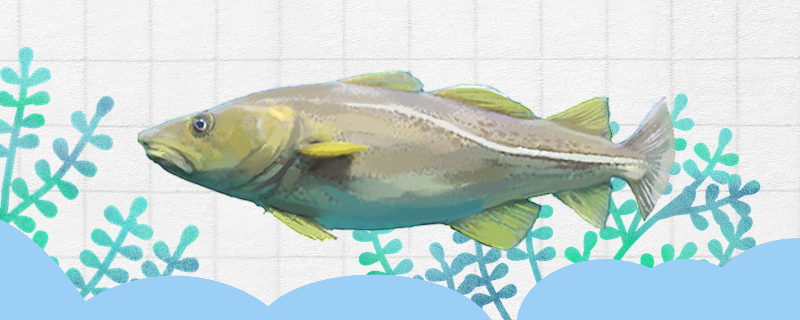 タラとスケトウダラは魚の一種ですか？何か違いがありますか？