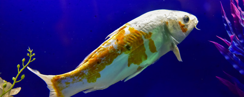 かまくらの油膜はどうやって発生するのか、油膜はどうやって除去するのか