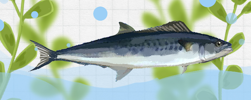 鮫魚と青占魚は同じですか、何か違いがありますか。