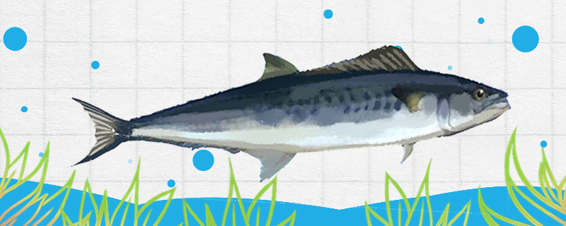 Does the Spanish Mackerel have the cultivation, may use the fresh water to raise
