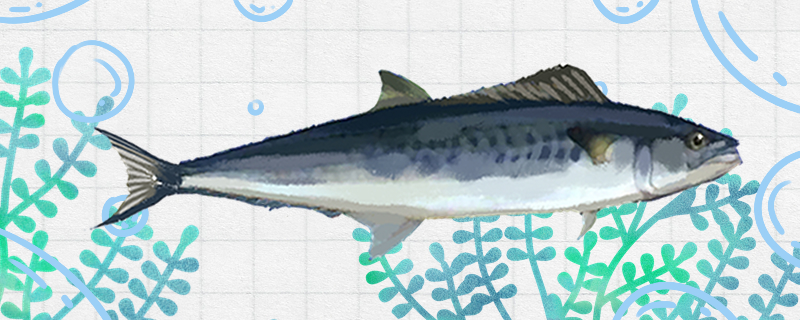 鮫魚は人工養殖ができるのか、野生と養殖の違いは何ですか。