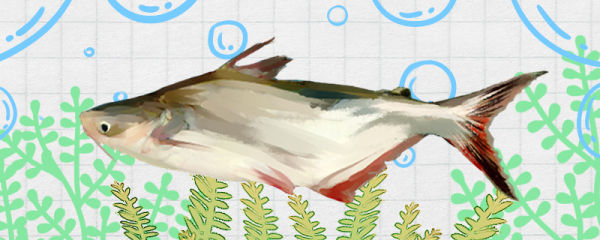 巴沙鱼是什么鱼，是龙利鱼吗