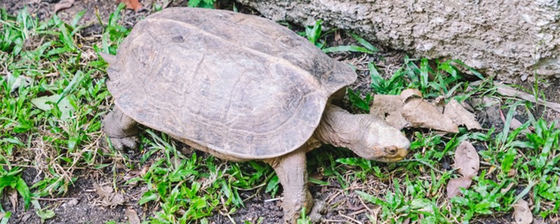 How does long white spot do on tortoise body, how is rotten skin disease treated