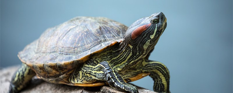七彩乌龟能活多久，七彩乌龟怎么养