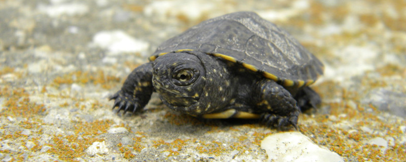 小乌龟一天喂几粒龟食，怎么给小乌龟喂食