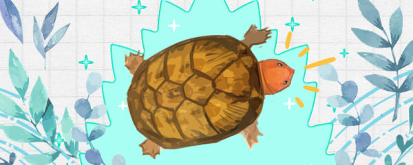乌龟过冬的绝招是什么，家养乌龟怎么冬眠