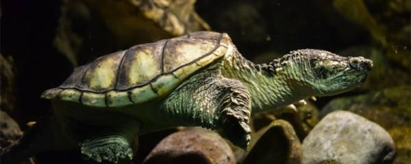 乌龟缺水多久会死，什么龟可以陆地养殖