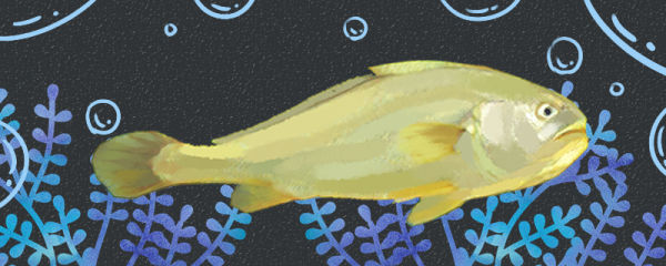 大黄花鱼刺多吗，和鲈鱼比哪个刺少