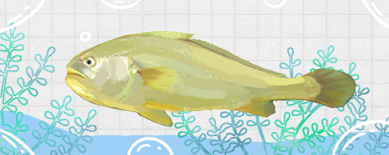 大黄花鱼是淡水鱼还是海水鱼，生活在哪里