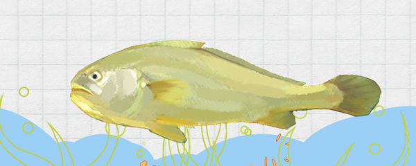 大黄花鱼有刺吗，刺多吗