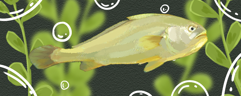 大黄鱼和黄花鱼一样吗，有什么区别