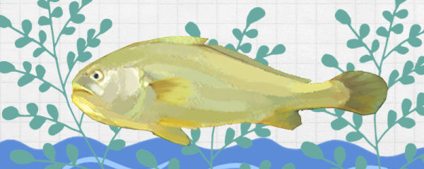 黄花鱼刺多吗，跟鲈鱼比哪个刺多