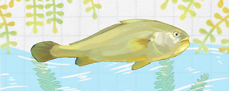 黄花鱼可以人工养殖吗，怎么养殖