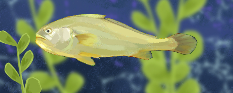 黄花鱼是海鱼吗生活在哪里