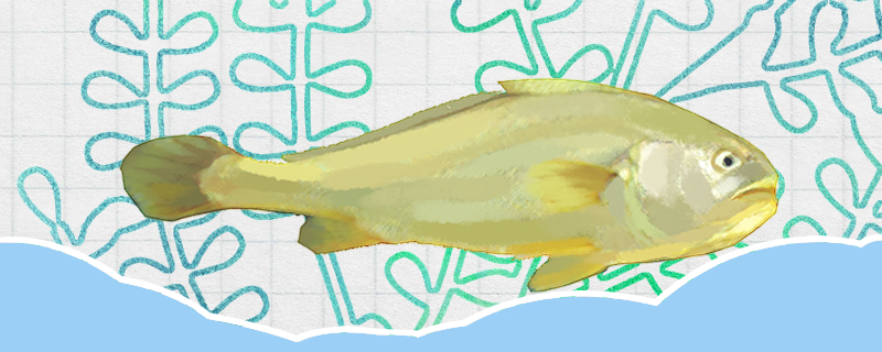 Does the Yellow Croaker have spines? Do they have many spines?