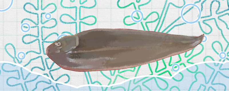 龙利鱼是鳎目鱼吗，是踏板鱼吗