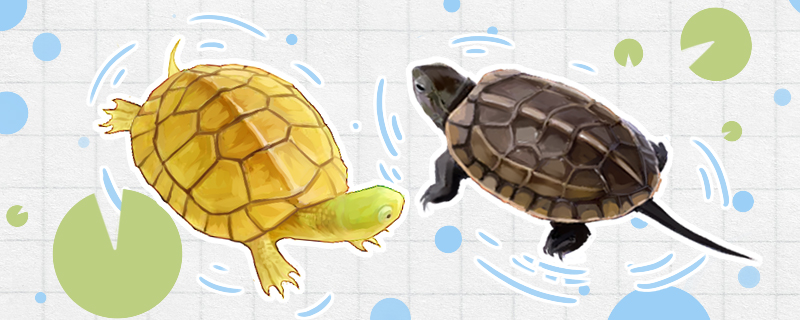 What turtles can be mixed with fish, which can not be raised in groups?