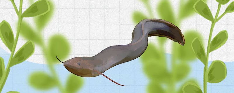 Is it easy to raise an African lungfish? How?