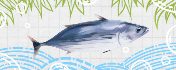 鲅鱼多少钱一斤鲅鱼怎么挑选新鲜的